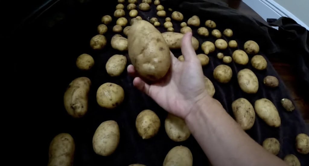 Curing White Potatoes